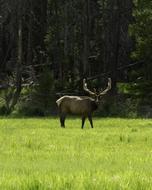 Elk Bull Velvet