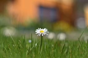 Grass Nature Summer