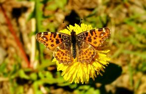 Nature Insect Butterfly Day At The