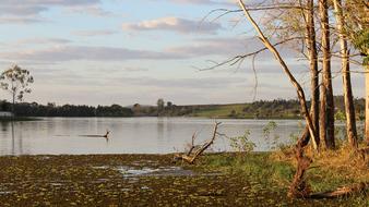 Body Of Water Nature Tree