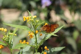 Nature Flower Insect