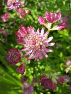 Summer Flowers Macro