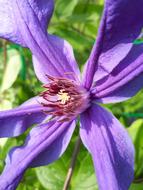 Flower Clematis Macro