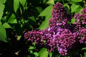 Nature Lilac Spring