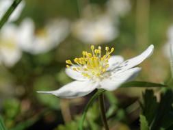 Wood Anemone Nemorosa