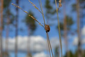Nature Outdoor Insects