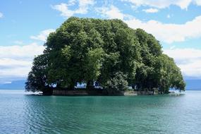 Island Tree Water
