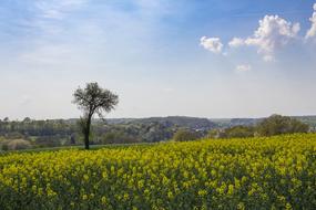 Agriculture Landscape Field