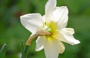 Narcissus Blossom Bloom