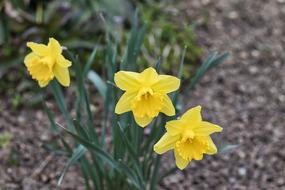 Nature Plant Flower Narcissus