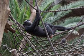 Monkey Zoo Animal