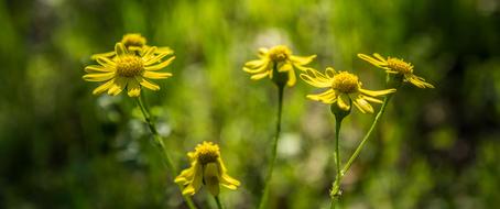 Nature Flower Plant