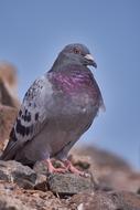 Dove Rock Nature