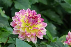 Nature Plant Flower