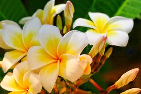 Flower Frangipani Plant