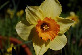 Narcissus