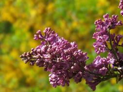 Flower Nature Plant