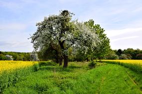 Landscape Tree Nature