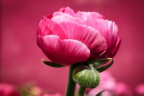 pink one flower background