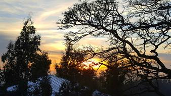Tree Nature Dawn