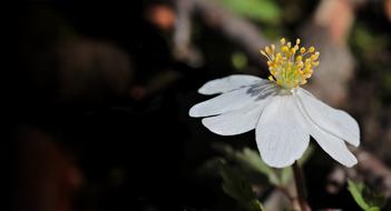 Wood Anemone Nemorosa