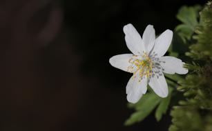 Wood Anemone Nemorosa