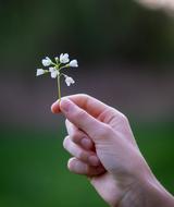 mini flower in hand