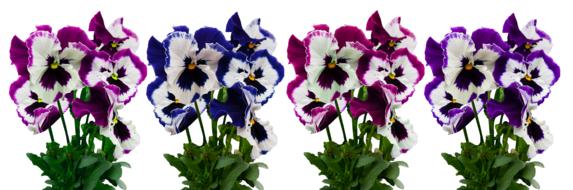 Flowers Plant Isolated