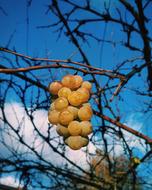 berries tree sky blue