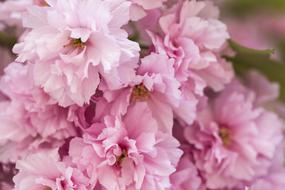 Cherry Tree Pink Blooming