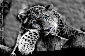 Leopard Animal Wildcat