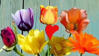 Flower Tulip Nature