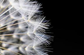 Dandelion Nature Seeds