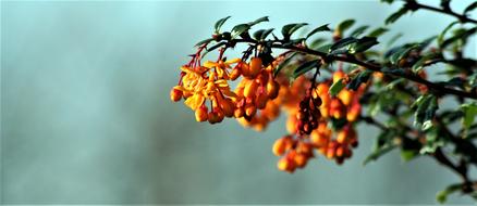 Nature Flower Leaf
