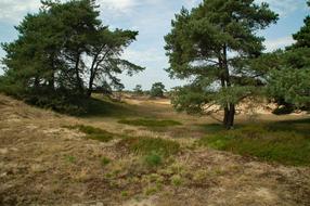 Nature Landscape Trees