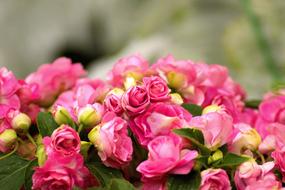 Farm Market Peonies Flower Peony