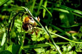 Nature Plant Insect