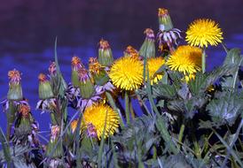 Flower Plant Nature