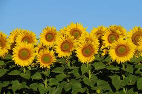 Sunflower Bright Sunny