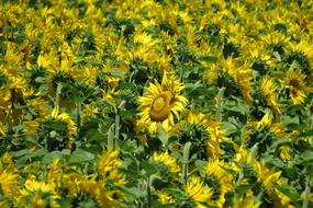Sunflower Field Bright