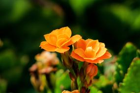 Spend Long Jeon Nature Plant