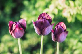 Tulips Purple Dark