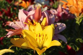 lilies are gorgeous beautiful