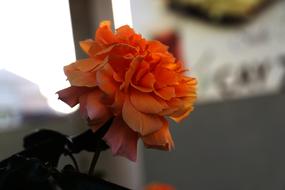 Nature Flower Summer