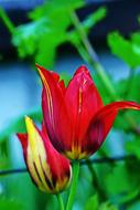 Nature Flower Plant Leaf
