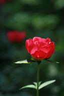 Nature Plants Flowers