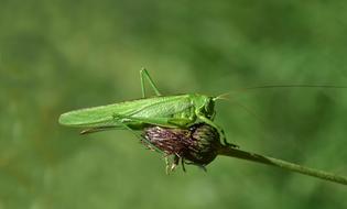 Grasshopper on a flower