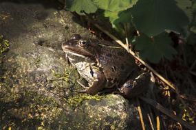 Toad Nature Animal World