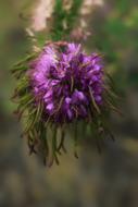 Wildflower Purple Nature
