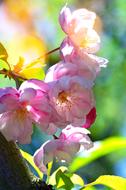 Flower Nature Plant